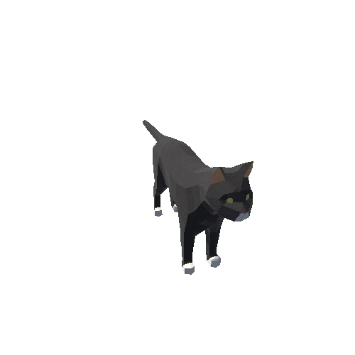 Cat Black